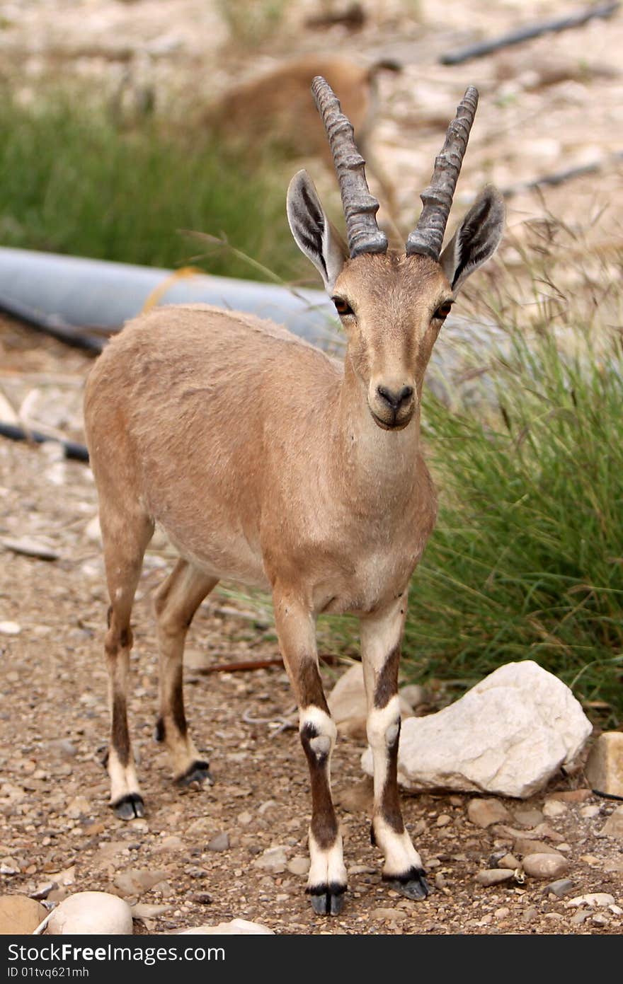 Full Body Portrait Shot of an Ibex. Full Body Portrait Shot of an Ibex