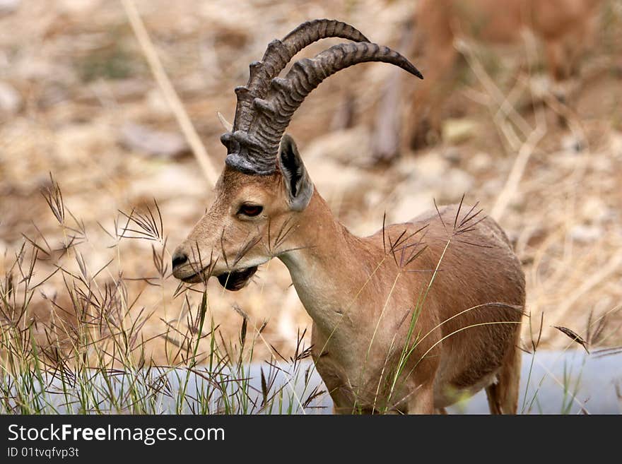 Ibex Feeding