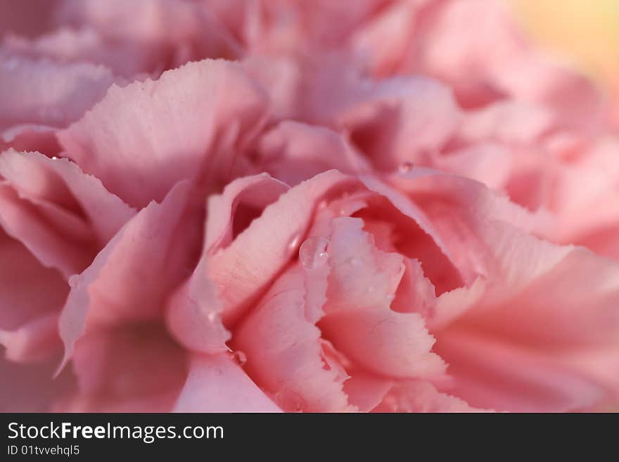 Photo of a pink carnation