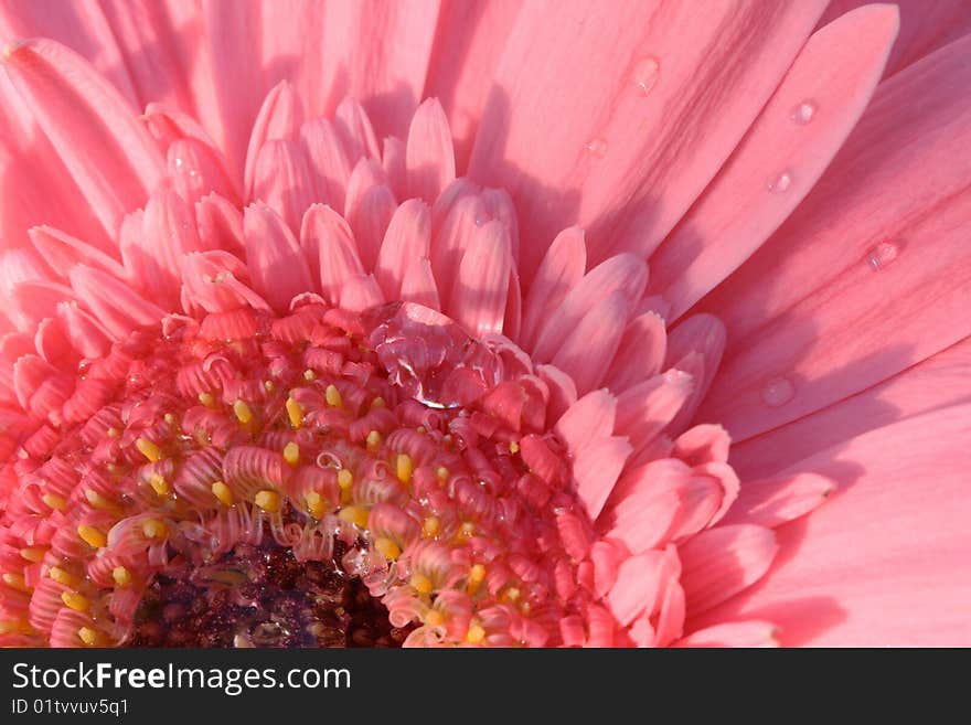 A photo of a pink Gerbera