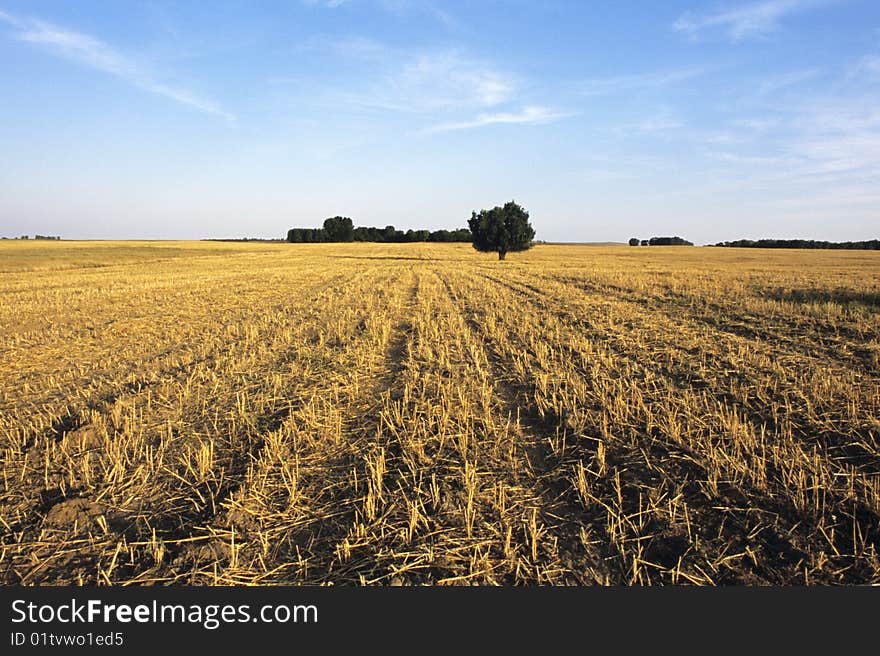 Landscape with golden field and trees in background