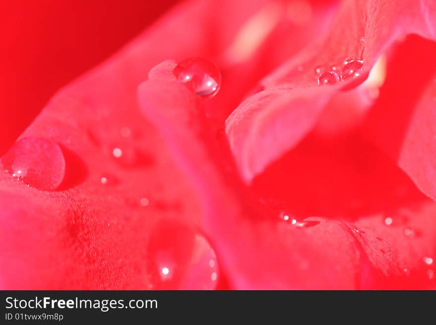 Macro of a pink rose with dew