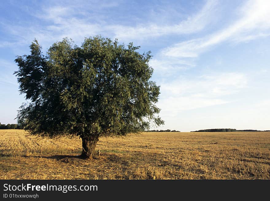 tree against blue sky