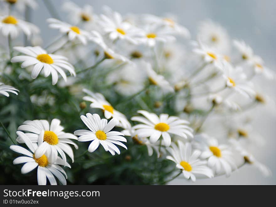 Daisys blossoming and bathing in sun. Image captured in finland.