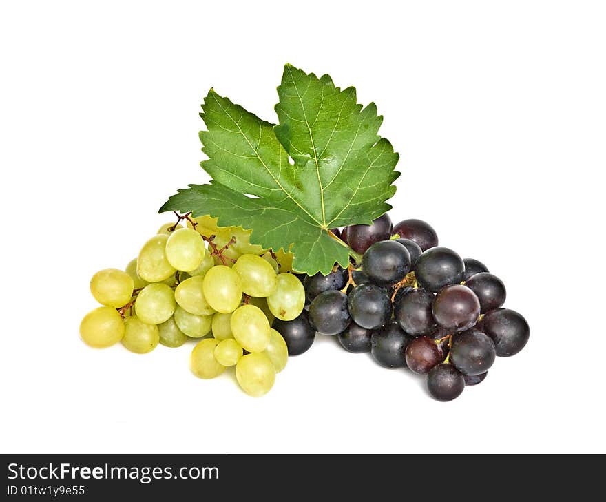 Grapevines isolated on white background