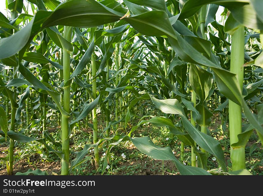 Close up of corn field