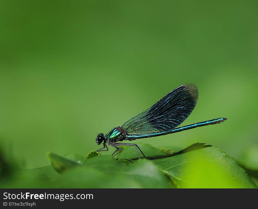 Banded demoiselle sitting on a leaf. Banded demoiselle sitting on a leaf