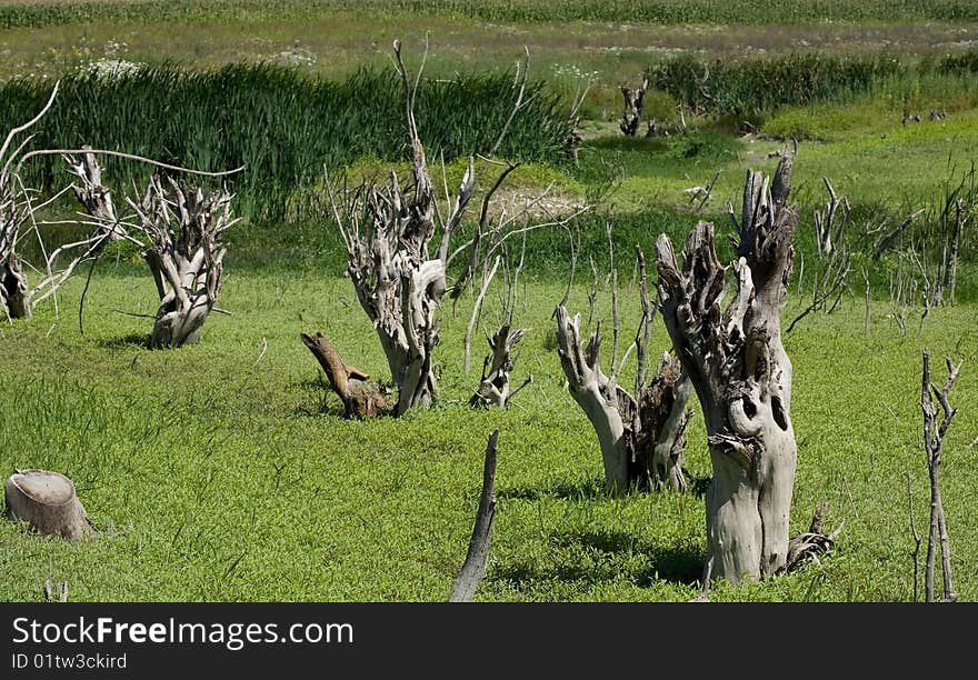 High resolution landscape of dry trees in a marsh