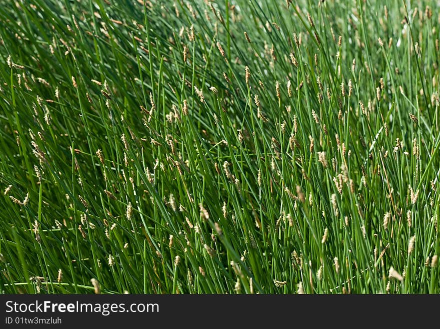 Close up of sedge background. high resolution. Close up of sedge background. high resolution