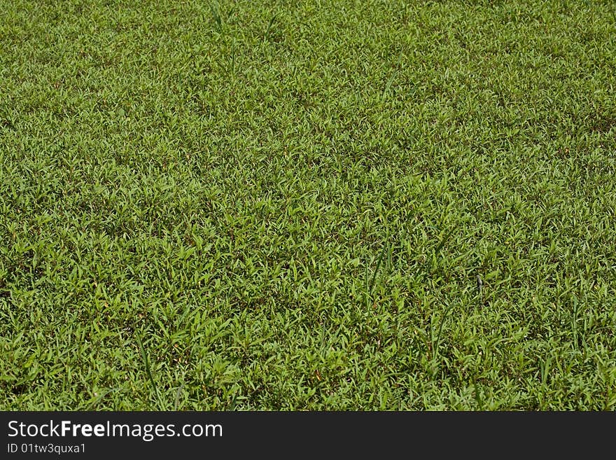 High resolution floral pattern of swamp grass. High resolution floral pattern of swamp grass