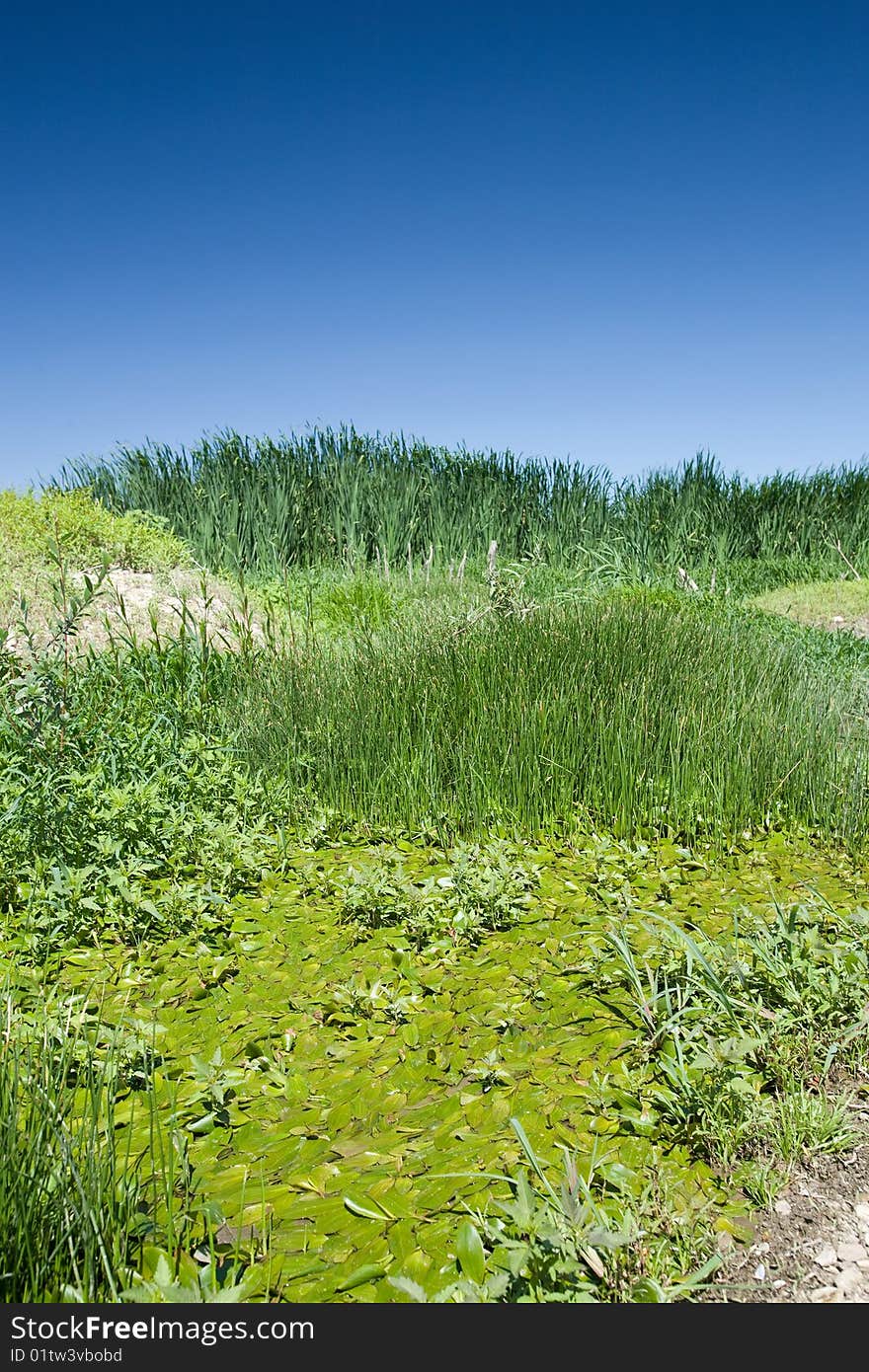 Landscape of a marsh with lush greenery and clear blue sky. Landscape of a marsh with lush greenery and clear blue sky