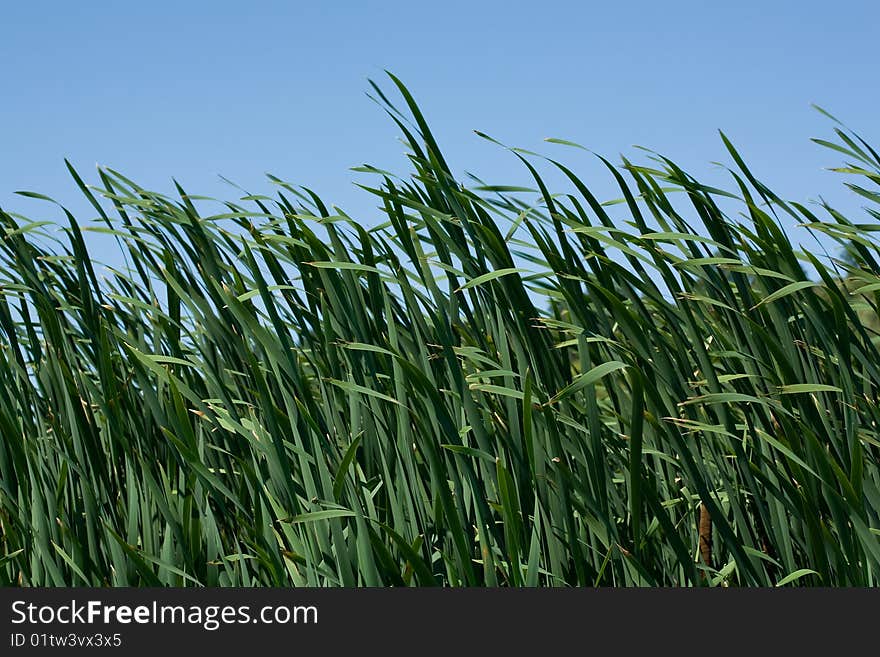 Reed background and blue sky