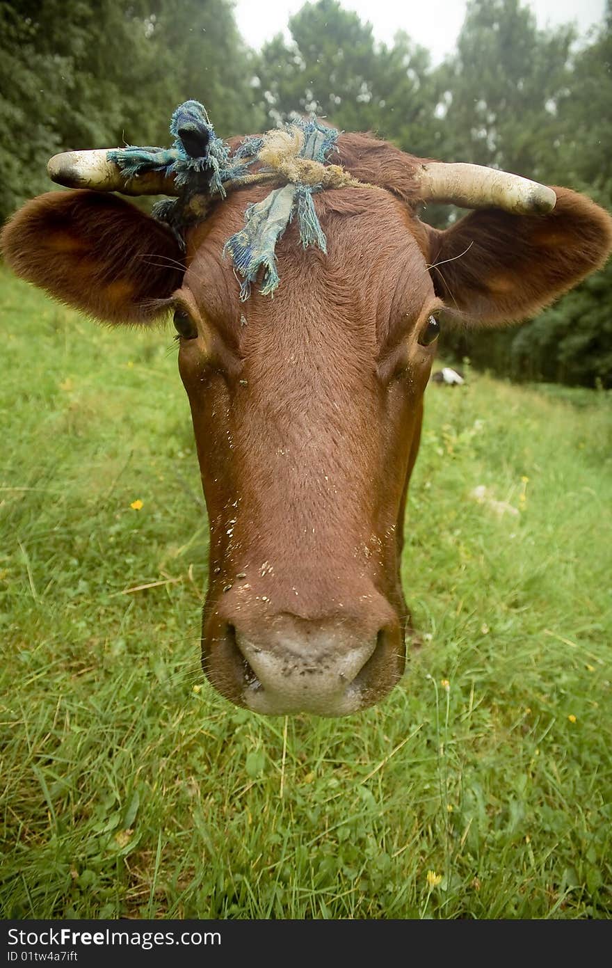 Cow Head