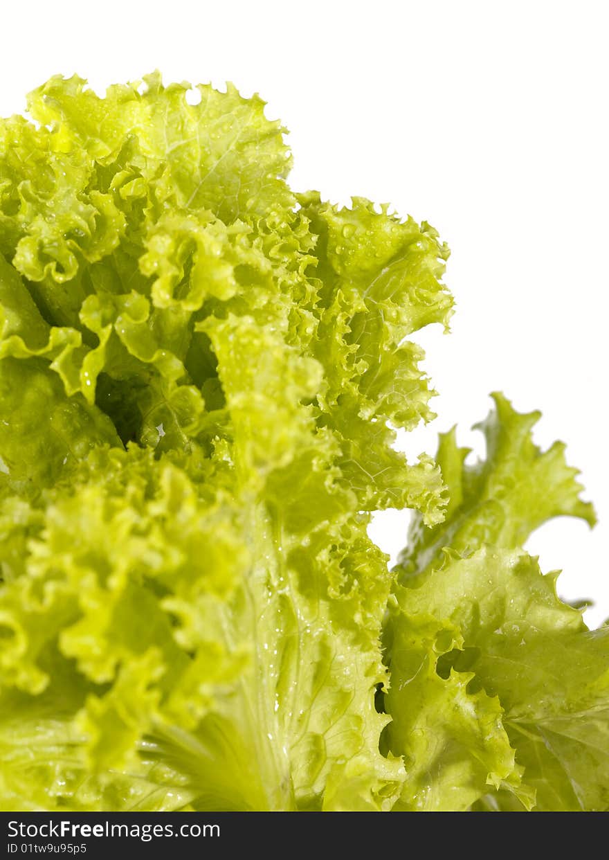 Fresh raw lettuce with water drops.