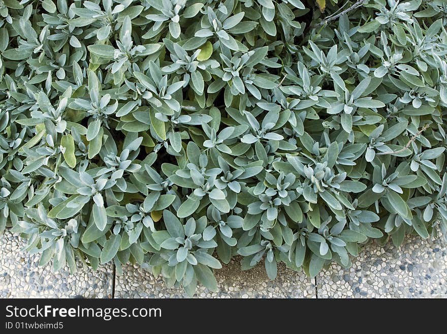 Fresh Salvia Leaves