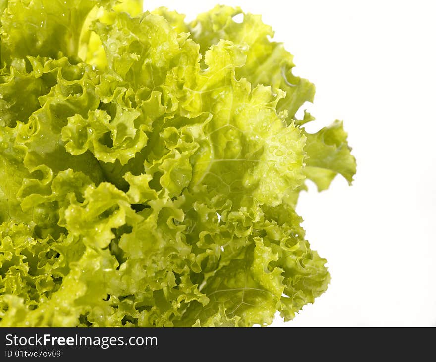 Fresh raw lettuce with water drops. This image is not isolated - just shoted over white background