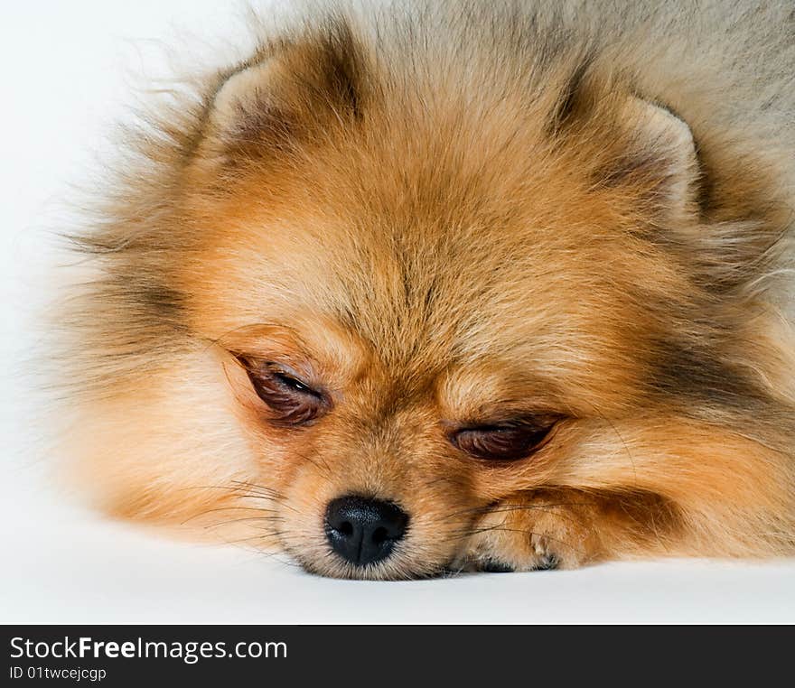 Spitz-dog in studio on a neutral background