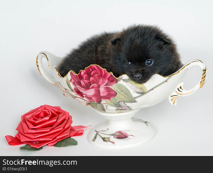 Puppy in a vase in studio