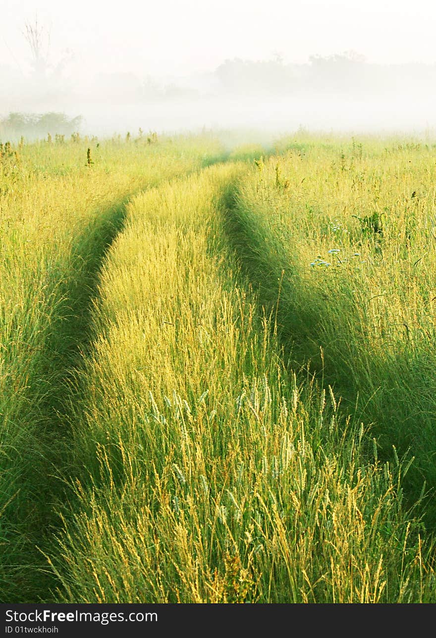 Road through the meadow