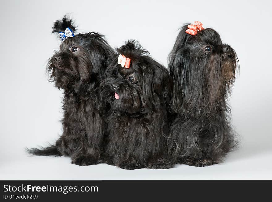 Three lap-dogs in studio