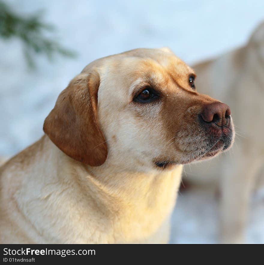 Dog of breed labrador a retriever.