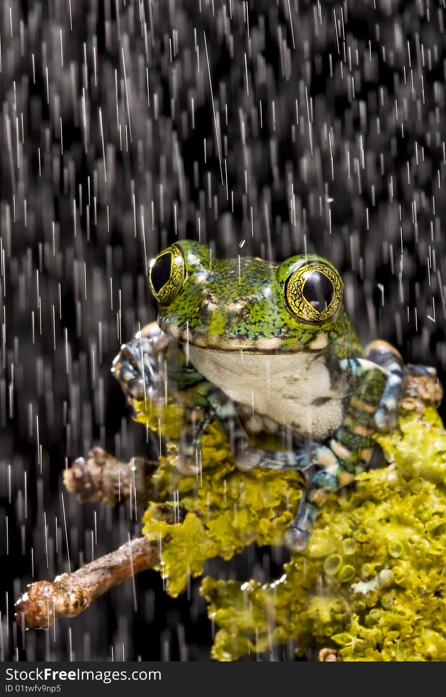 Close up of a Peacock Tree Frog on a green mossy branch against a black background with a shower of rain