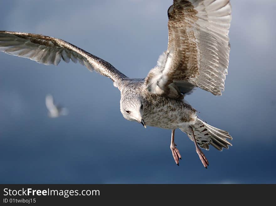 Young seagull