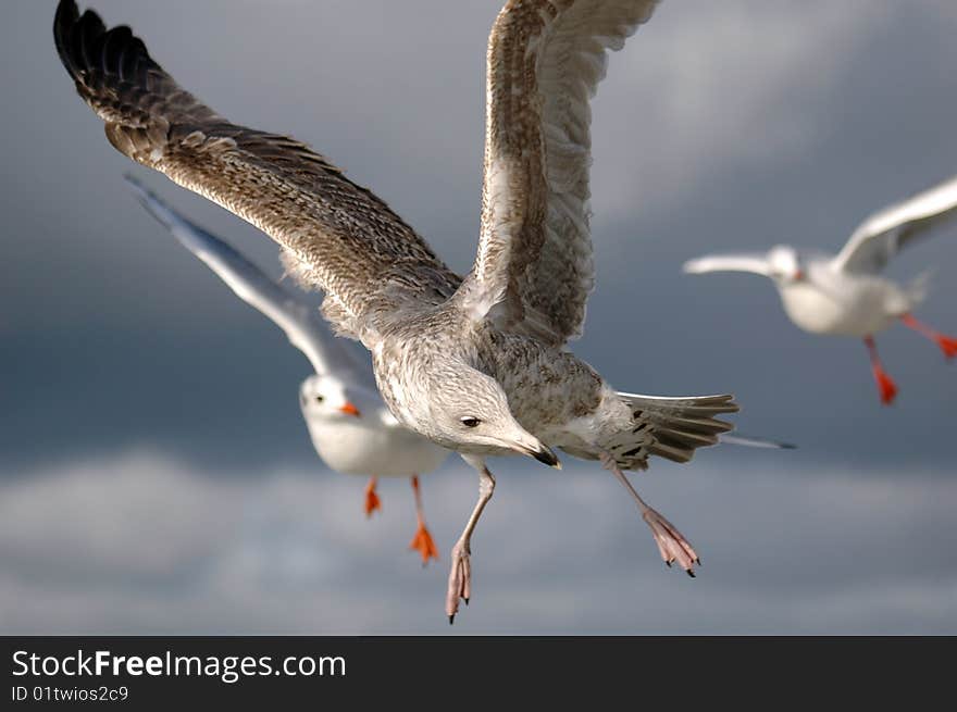 Young Seagull