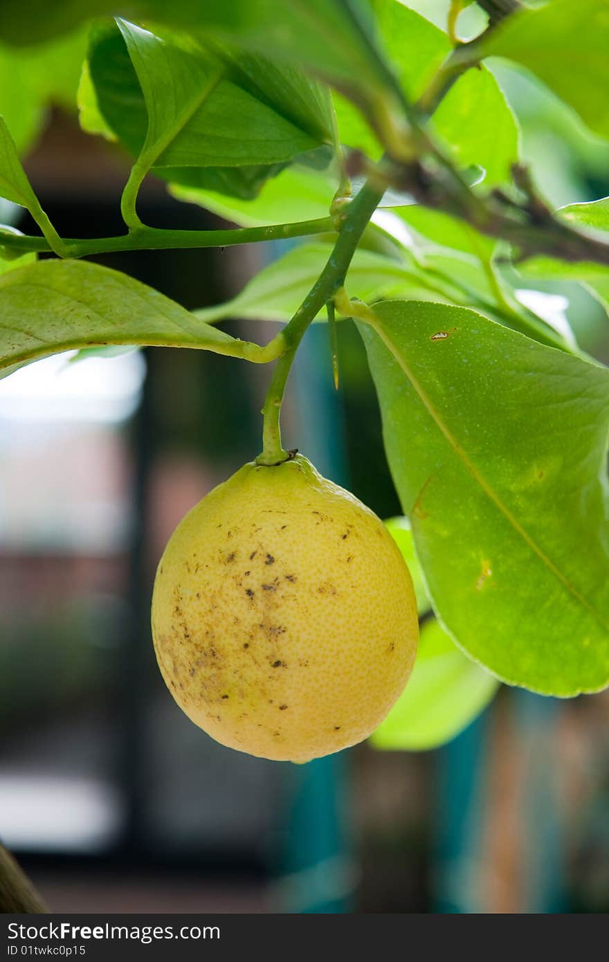 Yellow natural lemon stiil on the tree. Yellow natural lemon stiil on the tree