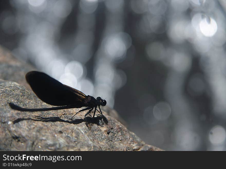 Dragonfly in front of the waterfall