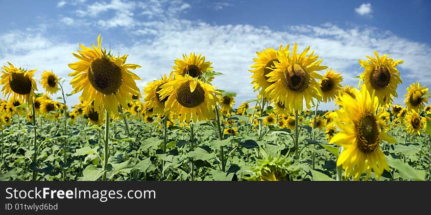 Sunflower field in front of the beautiful sky