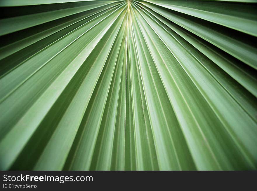 Nice green tropical leaf texture. Nice green tropical leaf texture.