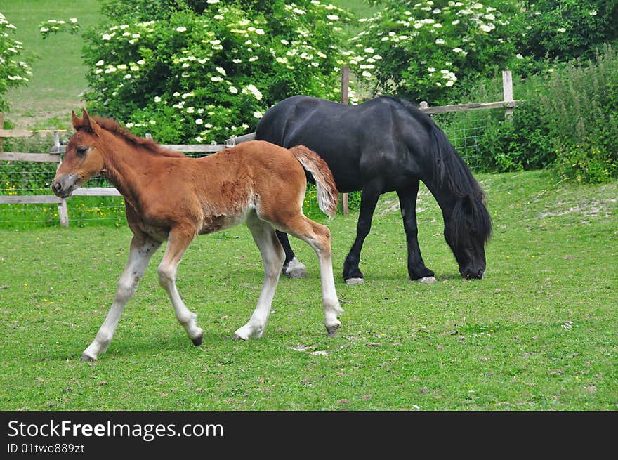 Foal running in a field with mother in background. Foal running in a field with mother in background