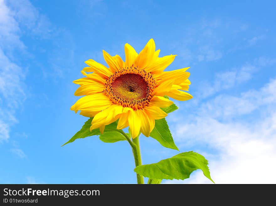 Beautiful Vivid Sunflower on blue sky