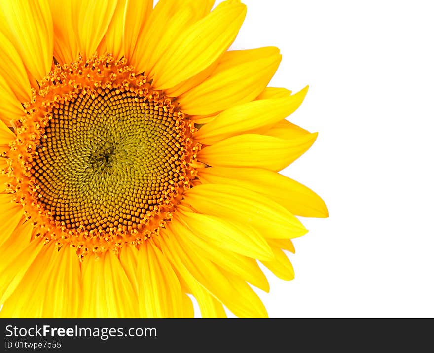 Detail of Yellow Sunflower Isolated on White Background