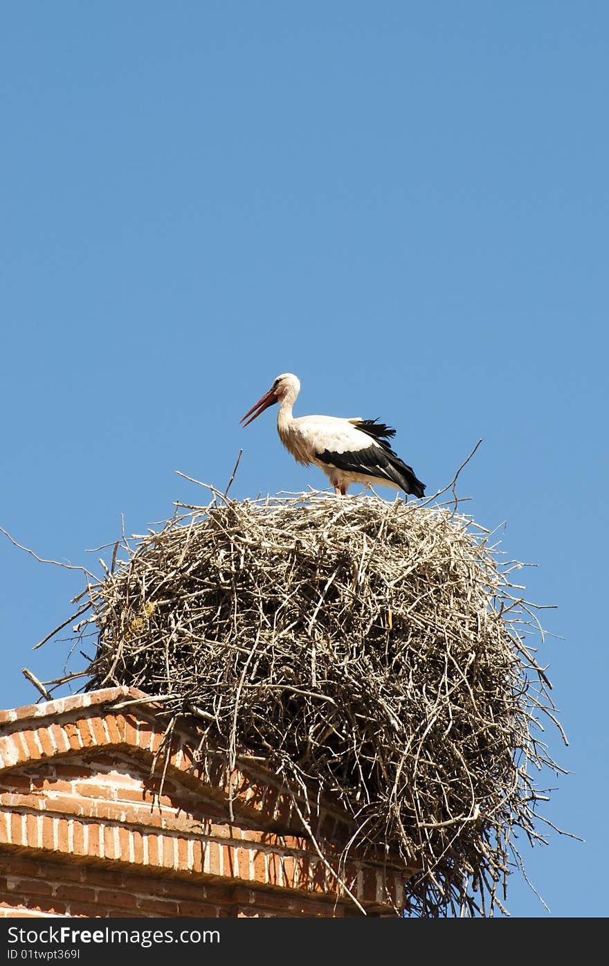 Stork