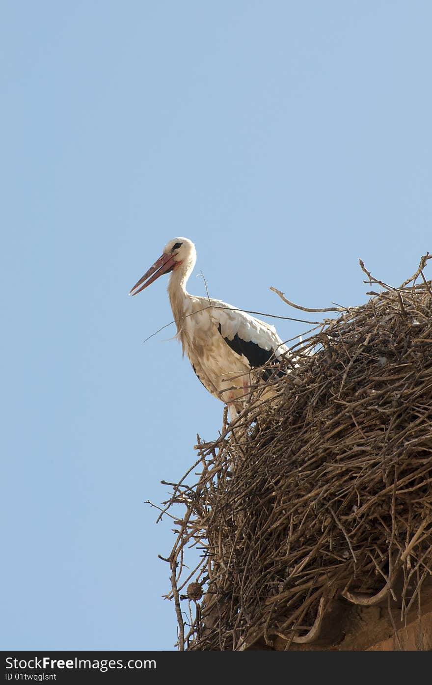 Stork