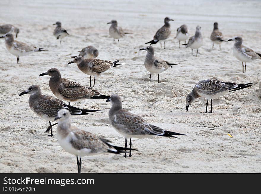 Group of seagulls on the beach at daytona