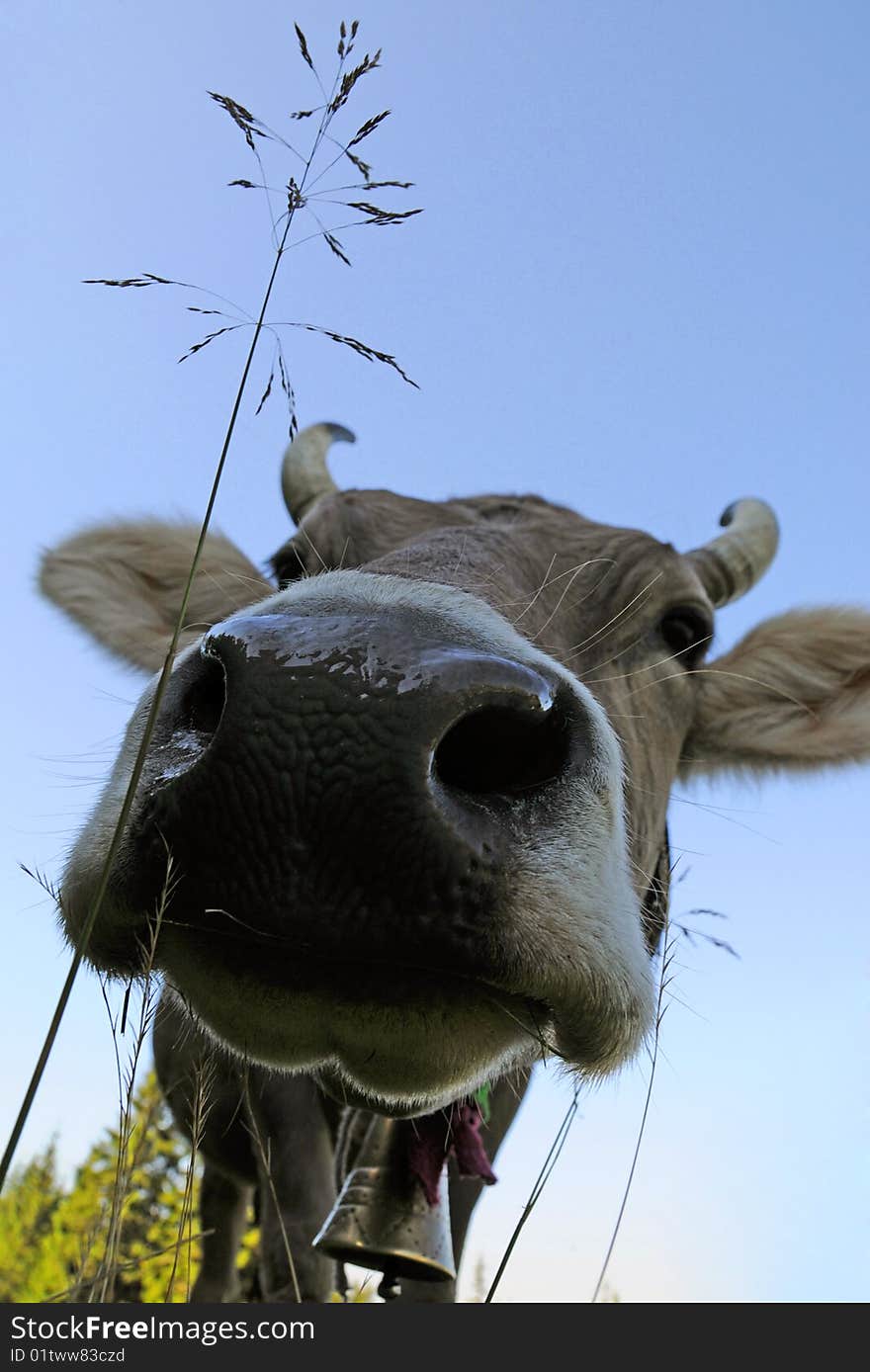 Muzzle of cow