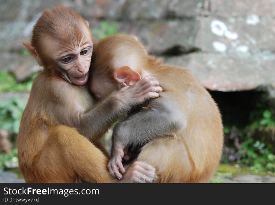 Baby rhesus macaque monkeys in Kathmandu, Nepal. Baby rhesus macaque monkeys in Kathmandu, Nepal