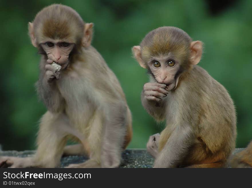 Baby rhesus macaque monkeys in Kathmandu, Nepal. Baby rhesus macaque monkeys in Kathmandu, Nepal