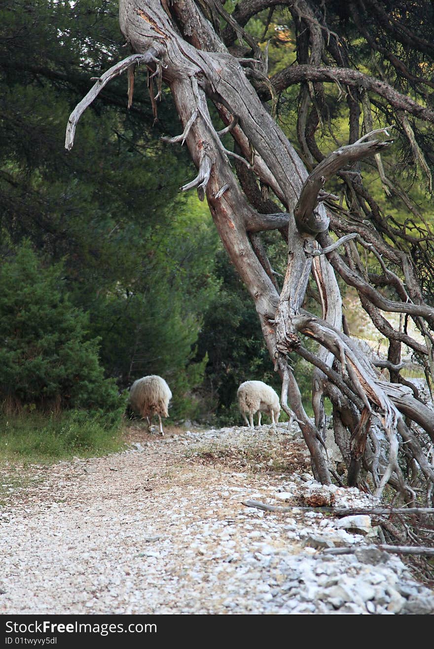 Two sheep taking way home @ Vidova mountain, Croatia. Two sheep taking way home @ Vidova mountain, Croatia