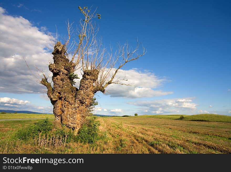 Old tree in a harvested field. Old tree in a harvested field.