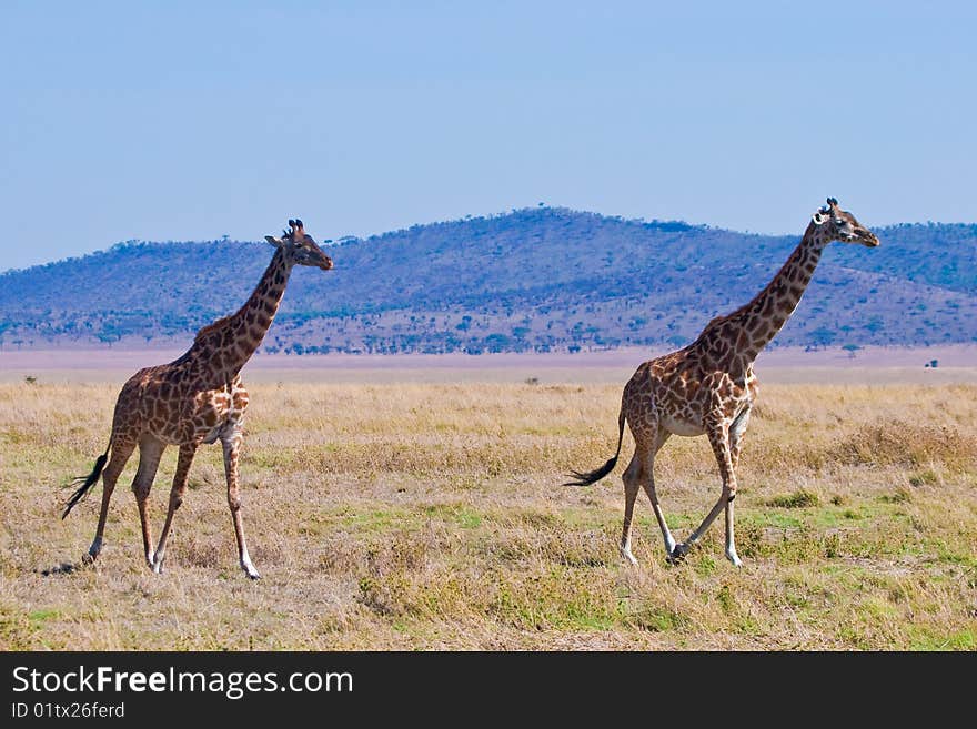 Giraffe animal in a national park in Kenya