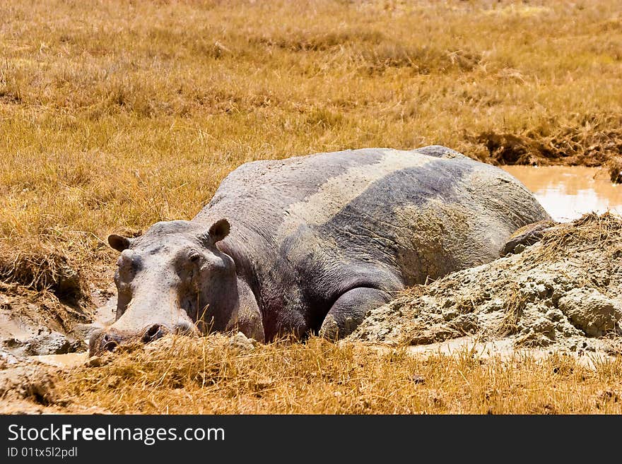 Hippo animal lazy lying in the mud