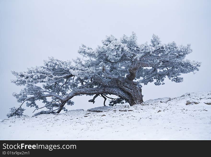 Snow-bound tree on the mountain of AI-Petry in Crimea. Snow-bound tree on the mountain of AI-Petry in Crimea