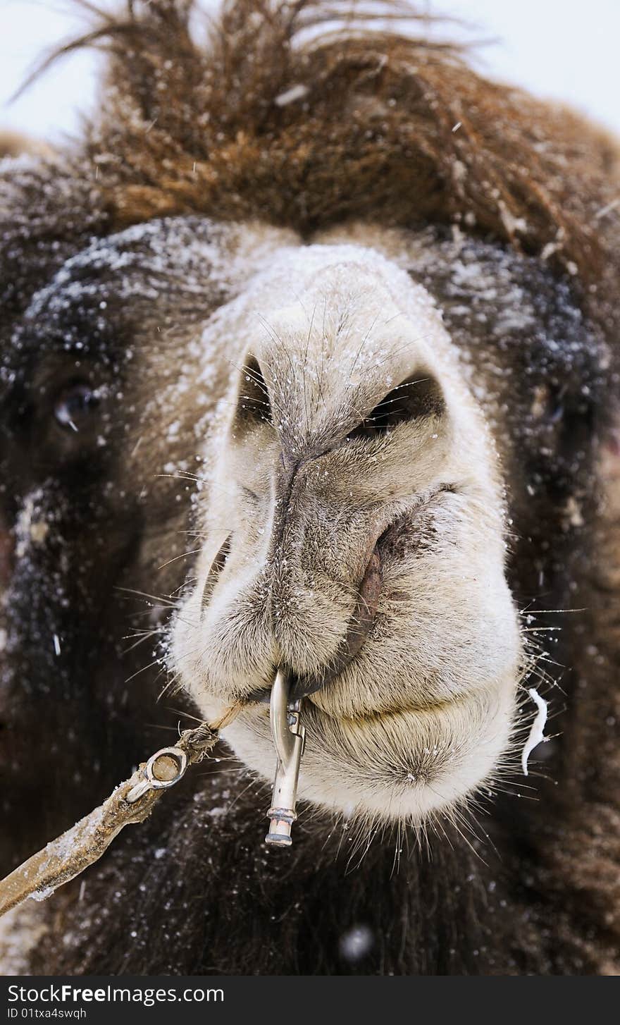 Camel