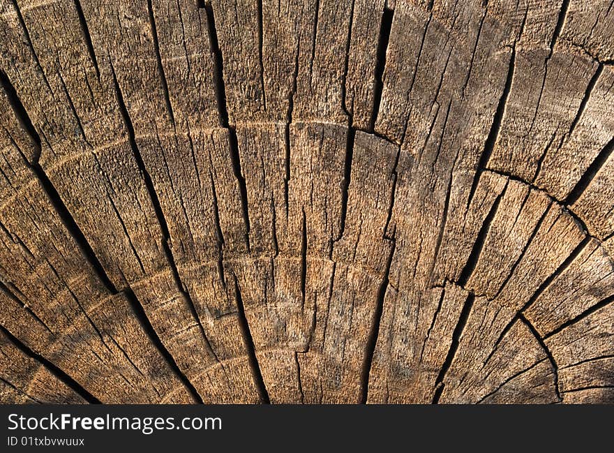 Old brown log texture wiht circles. Old brown log texture wiht circles.