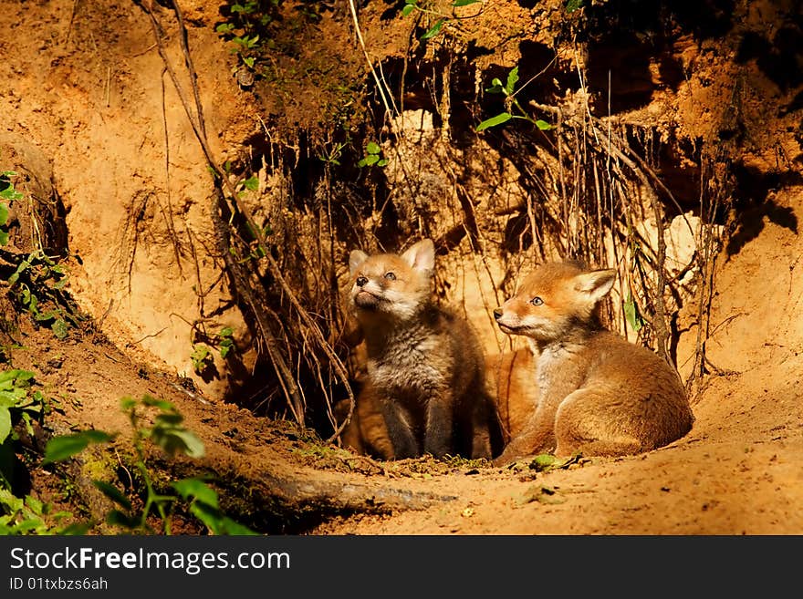 Cute fox pups