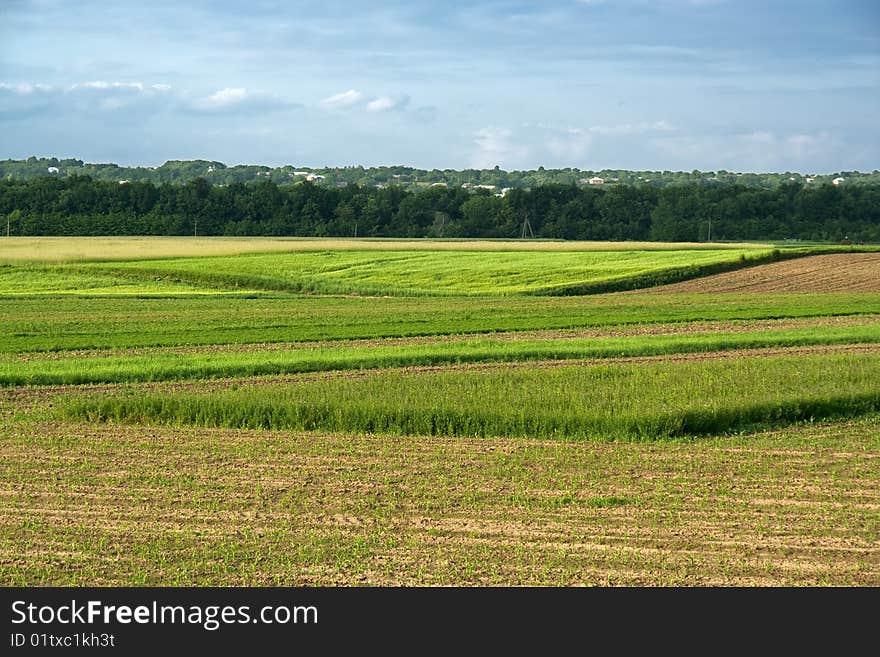 Fields in spring with white clouds on sky.